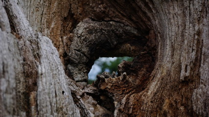 Hole in a tree