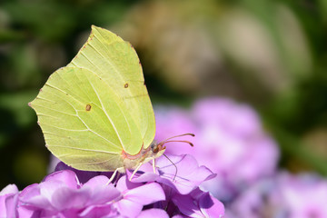 Schmetterling 760