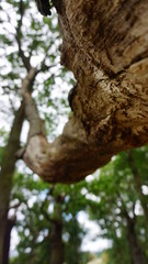 Obraz premium tree in the forest