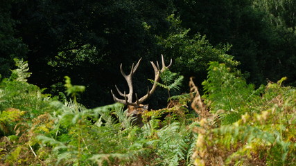 deer in the woods