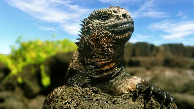 Iguanas de islas gal&aacute;pagos, ecuador, sur america