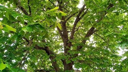 green leaves on the tree