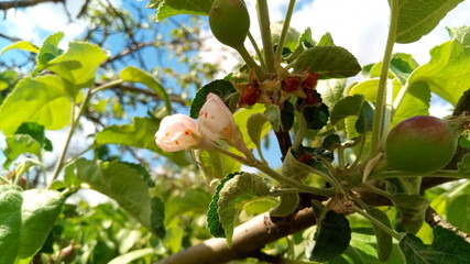 apple on a tree