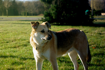 Brązowy pies w typie owczarka stoi na parkowej łące w porannym wiosennym słońcu.