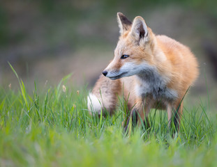 Red fox kit in the wild