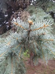 Fir