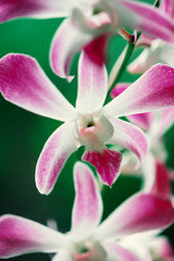 Fototapeta na wymiar Background with wild pink orchids on blurred backdrop