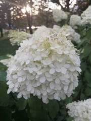 Hydrangea