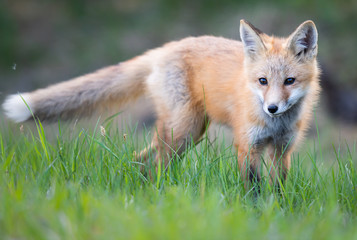 Naklejka na ściany i meble Red fox kit in the wild