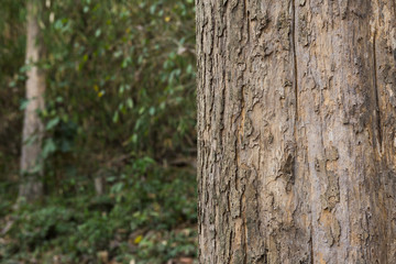 Teak:Tectona grandis. One of world’s most valuable tropical hardwoods. High tensile strength.