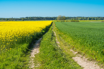 Road through flowering canola fields in Latvia