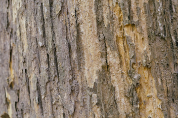 tree bark texture fine quality wood