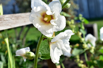 White Mallow flowers against the background of greenery and sky