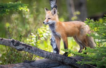Red fox kit in the wild