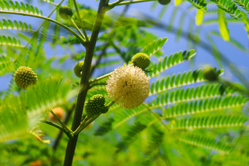 Lovely floral background with white mimosa flower. Selective focus, copy space