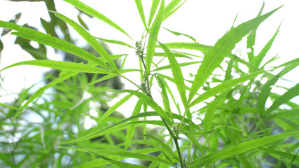 Fototapeta na wymiar Outdoors Cannabis, Marijuana Plants. Thailand tropical area.