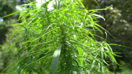 Outdoors Cannabis, Marijuana Plants. Thailand tropical area.