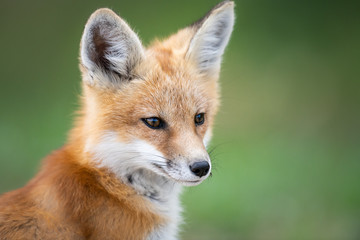 Red fox kit in the wild