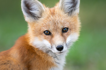 Red fox kit in the wild