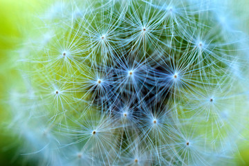 White dandelion on a background of greenery close-up