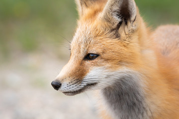Fototapeta na wymiar Red fox kit in the wild