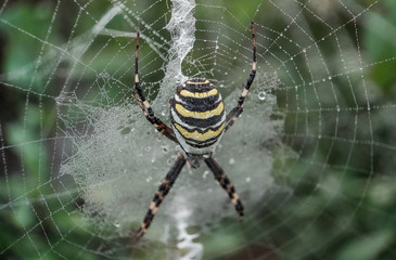 Argiope (Argiope bruennichi) / Black and yellow spider (argiope) on his web