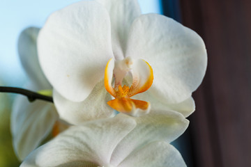 Fototapeta na wymiar A beautiful white orchid flower with an orange center. Screensaver with a beautiful flower