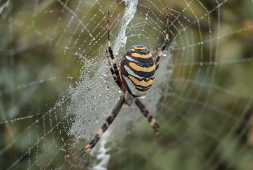 Argiope (Argiope bruennichi) / Black and yellow spider (argiope) on his web