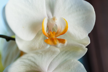 Fototapeta na wymiar A beautiful white orchid flower with an orange center. Screensaver with a beautiful flower