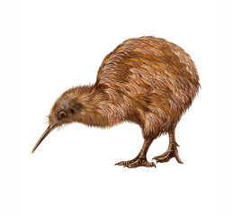 The  kiwi (apteryx)