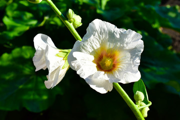 White Mallow flowers against the background of greenery and sky