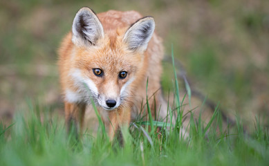 Red fox kit in the wild