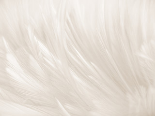 Obraz premium Beautiful abstract gray and white feathers on white background, soft brown feather texture on white pattern background, yellow feather background