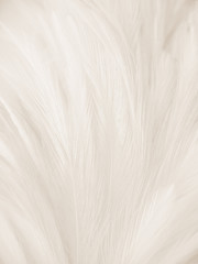 Beautiful abstract gray and white feathers on white background, soft brown feather texture on white pattern background, yellow feather background