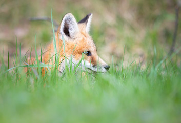 Red fox kit in the wild