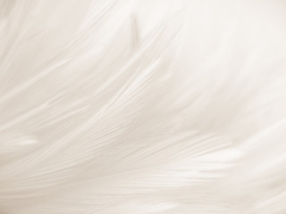 Beautiful abstract gray and white feathers on white background, soft brown feather texture on white pattern background, yellow feather background