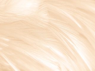 Beautiful abstract orange color and white feathers on white background, soft brown feather texture on white pattern background, yellow feather background