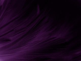 Beautiful abstract pastel purple feathers on dark background, black feather frame texture on purple...
