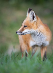 Red fox kit in the wild