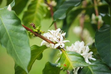 White coffee flowers in green leaves tree plantation close up