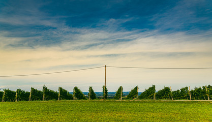 Fototapeta na wymiar Vineyard landscape at South Styrian Wine Road in Austria. Famous Tuscany like tourist spot for wine lovers.