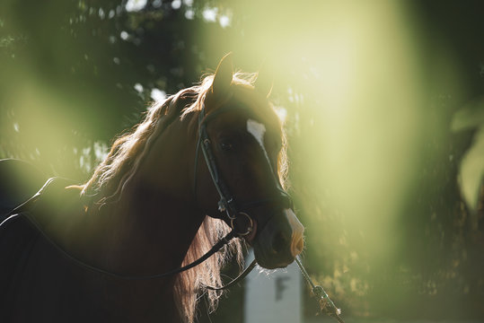 Caballo espa&ntilde;ol corriendo con fondo verde al atardecer