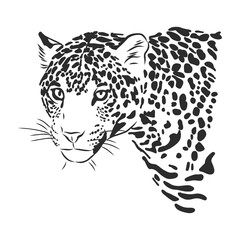 Jaguar. Hand drawn sketch illustration isolated on white background. portrait of a Jaguar animal, vector sketch illustration © Elala 9161