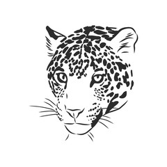 Jaguar. Hand drawn sketch illustration isolated on white background. portrait of a Jaguar animal, vector sketch illustration