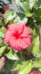 pink hibiscus flower