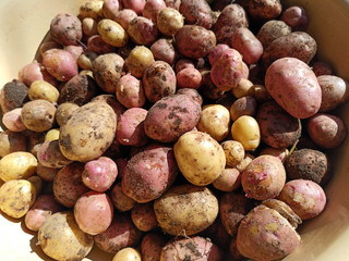 Fresh potato harvested. Texture vegetable white young potato. Close-up top view of a bunch of freshly harvested crops. The potatoes are dried in the sun. Food photography. Harvesting.