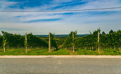 Vineyard landscape at South Styrian Wine Road in Austria. Famous Tuscany like tourist spot for wine lovers.