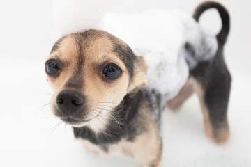Bathing dogs. Little pet stands in the foam bath