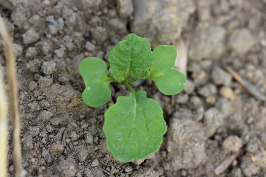 Green plant, young rapeseed growing in soil