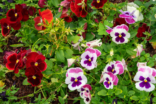 Vivid multicolored garden pansies, cheerful flowers resulted from hybridization of several species of Melanium, especially Viola tricolor, grown for their visually pleasing colors and velvety looks
